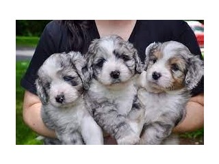 Amazing Australian Shepherd Puppies