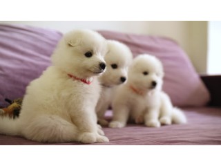 Pure Bred Samoyed Puppies Ready for sale