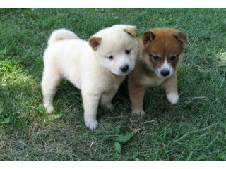 Sweet Shih Zhu Puppies