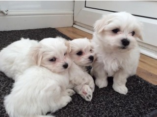 Quality Maltese Pure Bred puppies for sale.