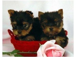 Teacup Yorkie Puppies for Adoption