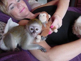 Very healthy and cute Capuchin Monkeys for you.