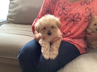 Maltipoo puppies 2 girls left ready now