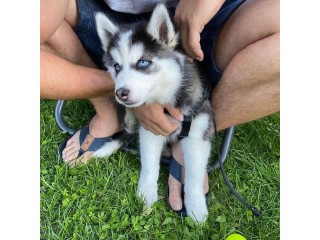 Blue Eyes Siberian Husky puppies for sale