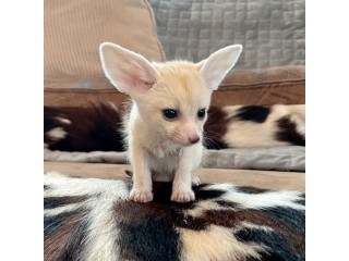 Adorable male and female fennec fox kittens available to approved homes,