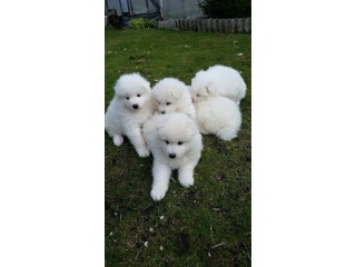 Healthy Available Puppies