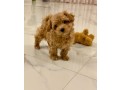amazing-toy-maltipoo-puppies-small-2