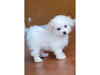 Bichon puppies for sale