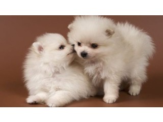 Outstanding Pomeranian Puppies