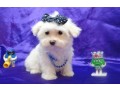 two-teacup-maltese-puppies-needs-a-new-family-small-0
