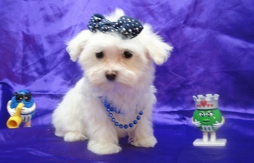 two-teacup-maltese-puppies-needs-a-new-family-big-0