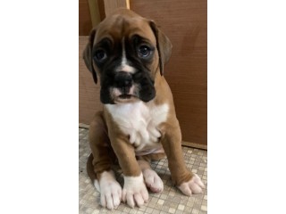 Boxer Dogs and Puppies for sale