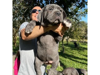 Cane Corso Dogs and Puppies for sale