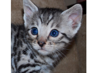Adorable male bengal kitten