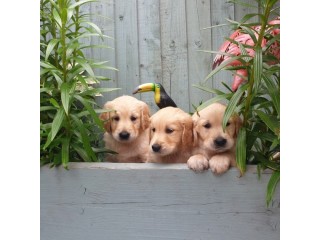 Golden Retriever puppies Healthy,