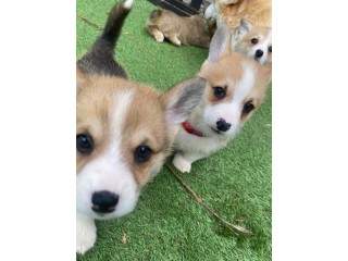 Cute Corgi Puppies looking for forever homes .