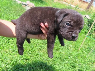 Cane Corso puppies Available for Sale