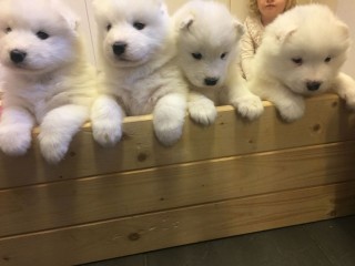 Samoyed Puppies Ready Now