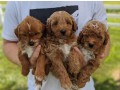 australian-goldendoodle-for-sale-small-0
