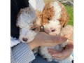 australian-goldendoodle-for-sale-small-1