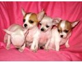 chihuahua-puppies-small-0