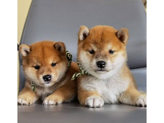Cute Shibainu puppies ready for sale this Xma's