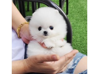 Loving Pomeranian ready for adoption.