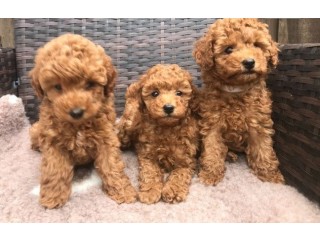 Gorgeous Toy Poodle puppies for sale