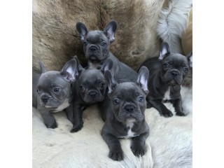 French bulldog puppies ready for sale