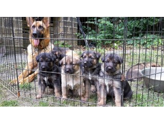German Shepherd Puppies For Re-Homing.