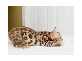 Affectionate Tica Bengal Kittens Now Available
