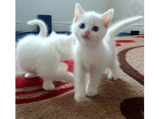 Beautiful Chinchilla Persian Kittens