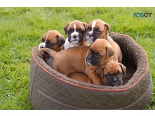 Reg Boxer puppies for sale