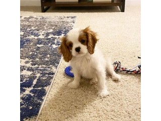 Extensively Health Tested Cavalier Puppy