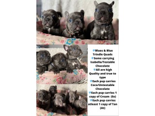 8 Frenchies Available
