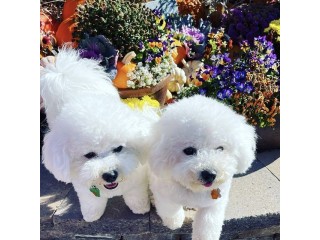 Bichon Puppies Available