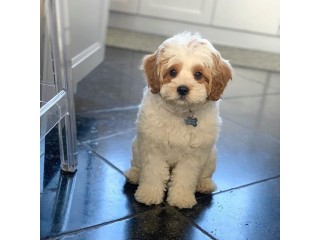 Adorable Cavapoo puppies looking for good home