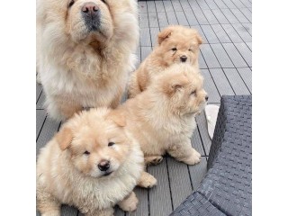 Chow chow Puppies Available