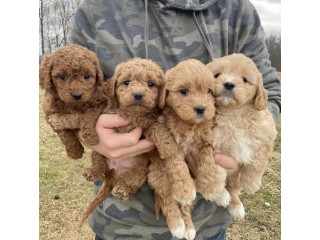 Adorable Male And Female Goldendoodle Puppies