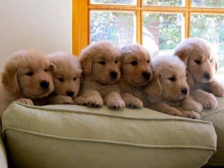 Golden Retriever Puppies Ready Now