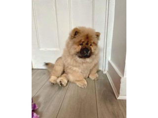 Chow Chow puppies for Sale