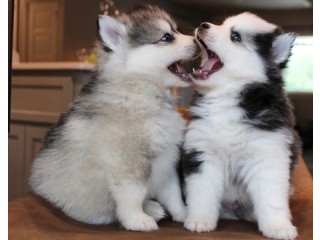 Pomsky puppies available for sale