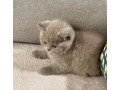 british-shorthair-kittens-small-2