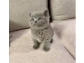 british-shorthair-kittens-small-1
