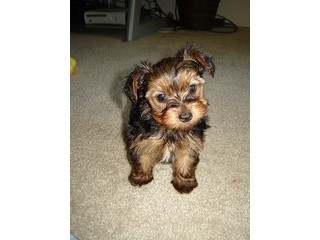 Outstanding Yorkie Puppies For Sale