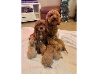 Cute male and female Cavapoo Puppies available