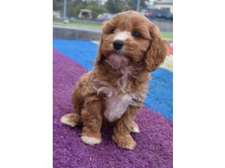 Dearest teacup Cavoodle puppies for lovely home