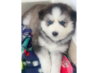 Pomksy puppies available