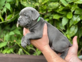Staffordshire bull terriers puppies