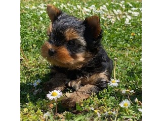 Cute male and female Yorkshire Terrier Puppies available.